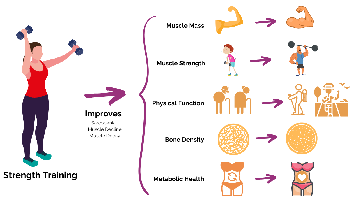 How strength training improves sarcopenia ie muscle decline for women over 50
