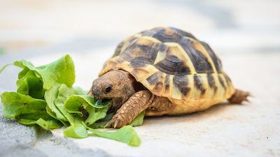 eat slower to avoid temptations